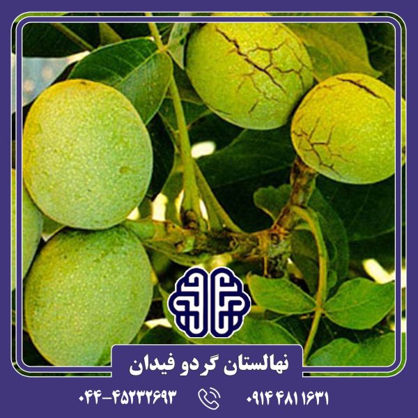 نها گردو شیلی