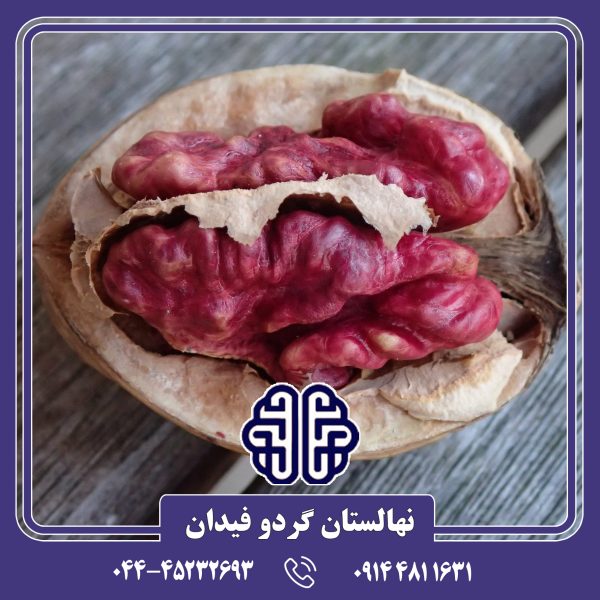 نهال گردو توسرخ