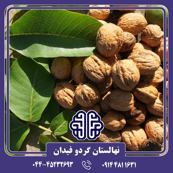 نهال گردو توسرخ