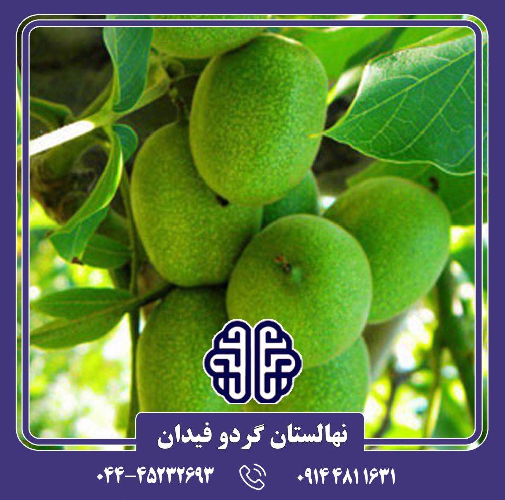 نهال گردو شبین