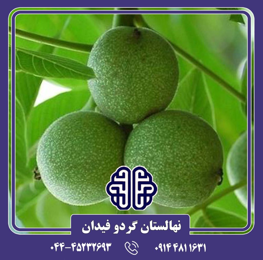 نهال گردو شبین