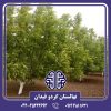 نهال گردو فرانکت