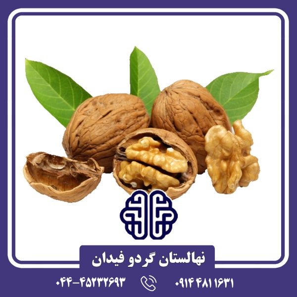 نهال گردو فرنور