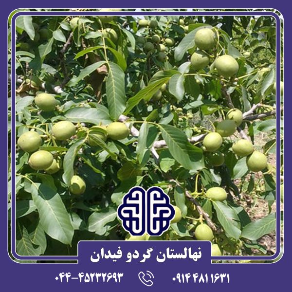نهال گردو فرنور