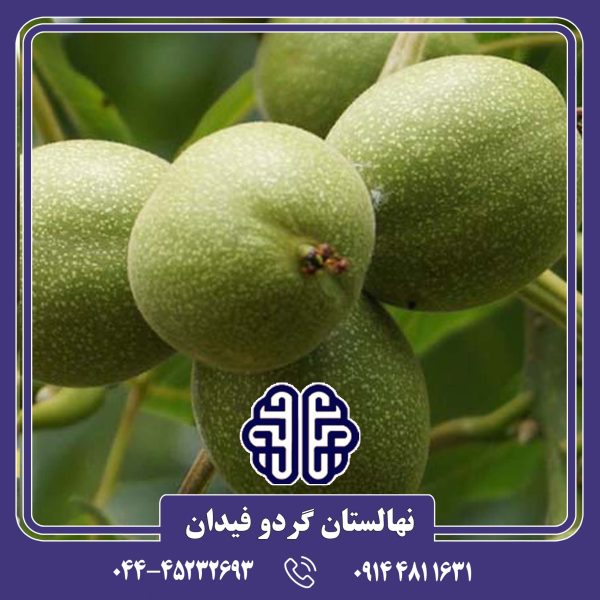 نهال گردو محلی