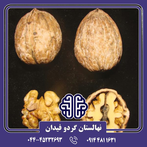 نهال گردو وینا