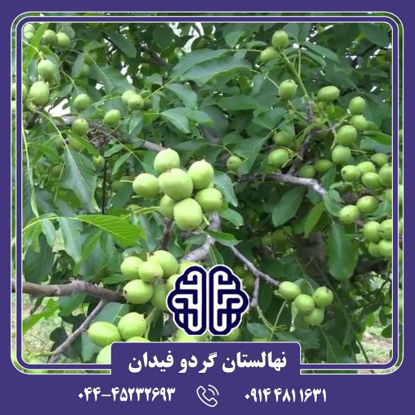 نهال گردو پدرو