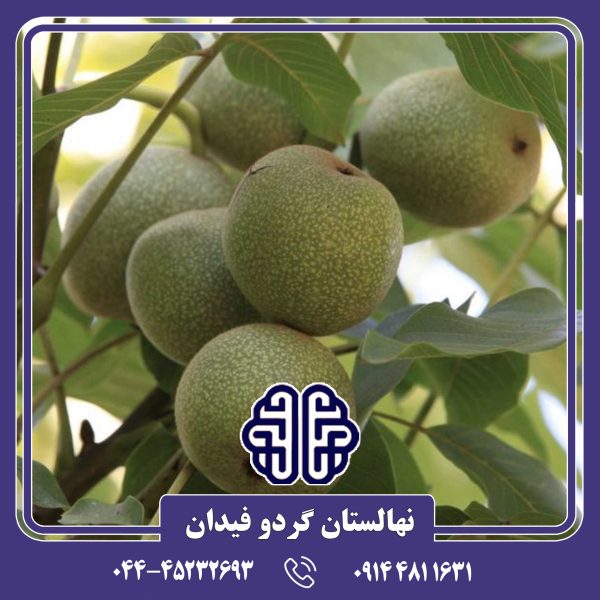 نهال گردو پدرو
