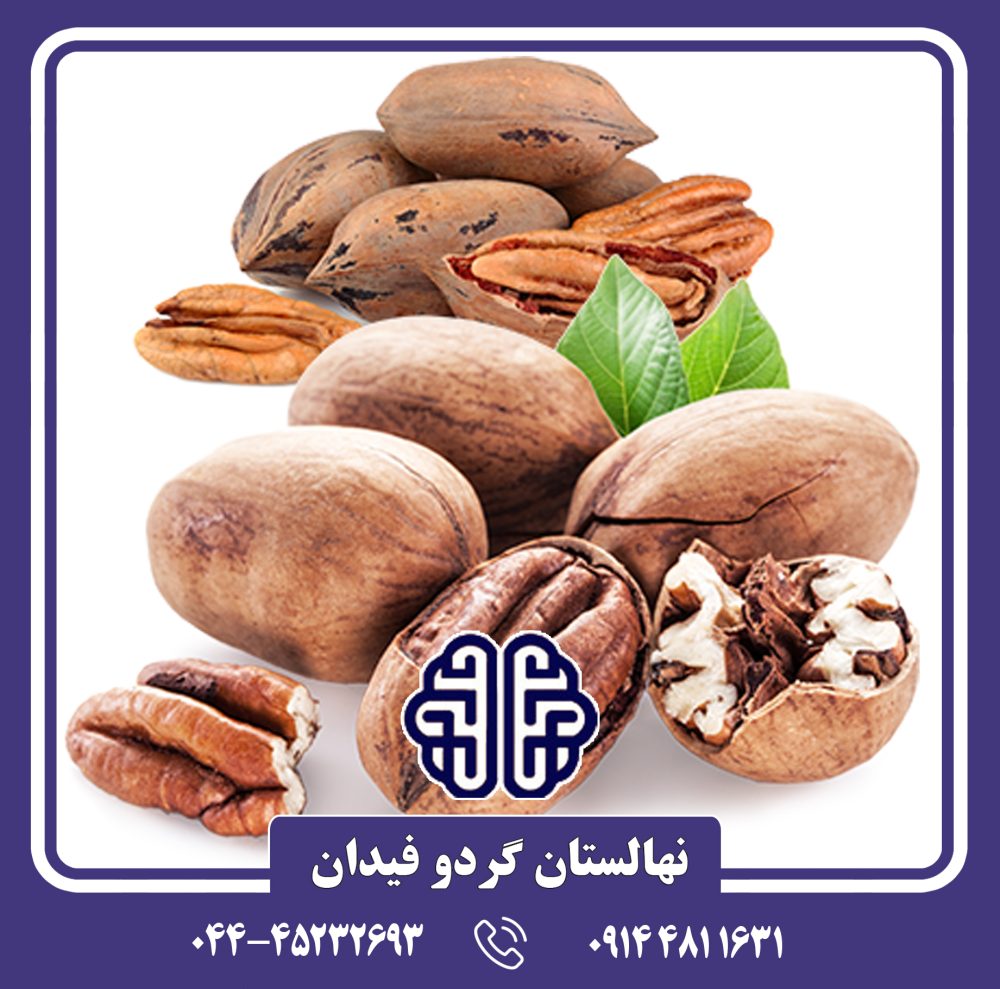 نهال گردو پکان