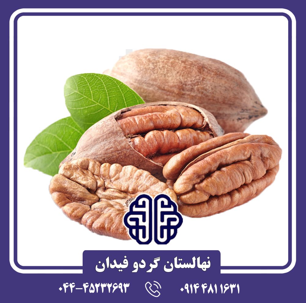 نهال گردو پکان