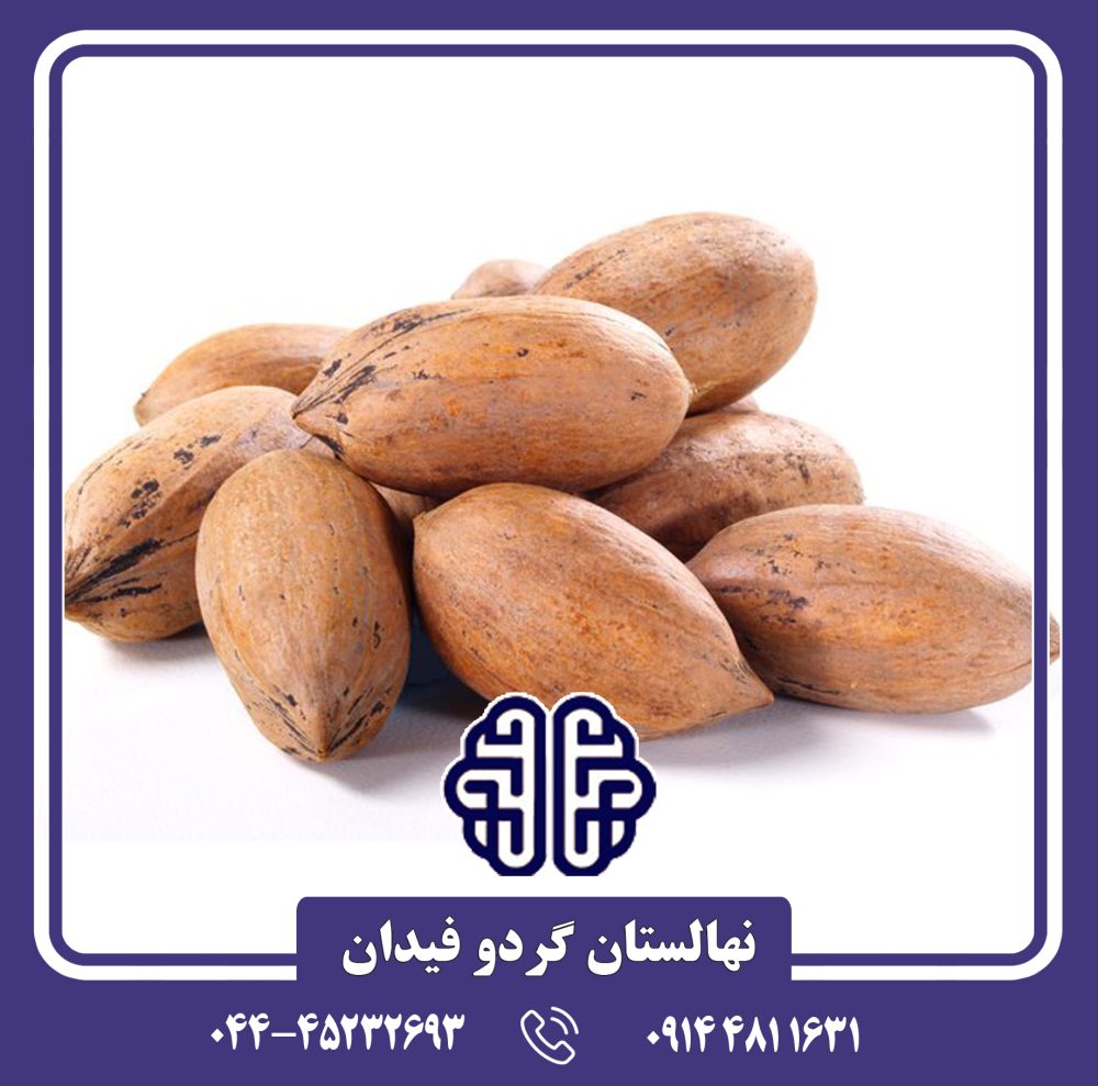 نهال گردو پکان