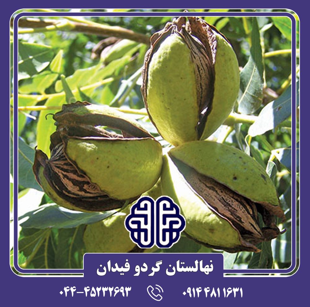 نهال گردو پکان