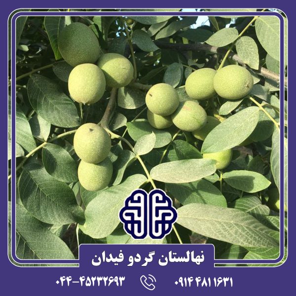 نهال گردو چندلر