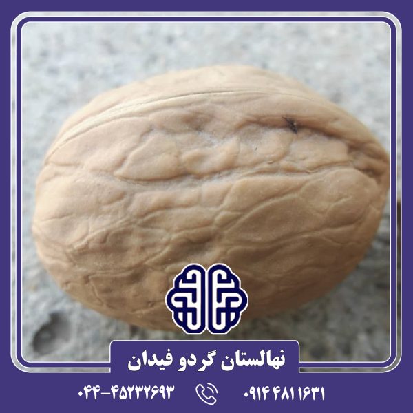نهال گردو ژنوتیپ فیدان