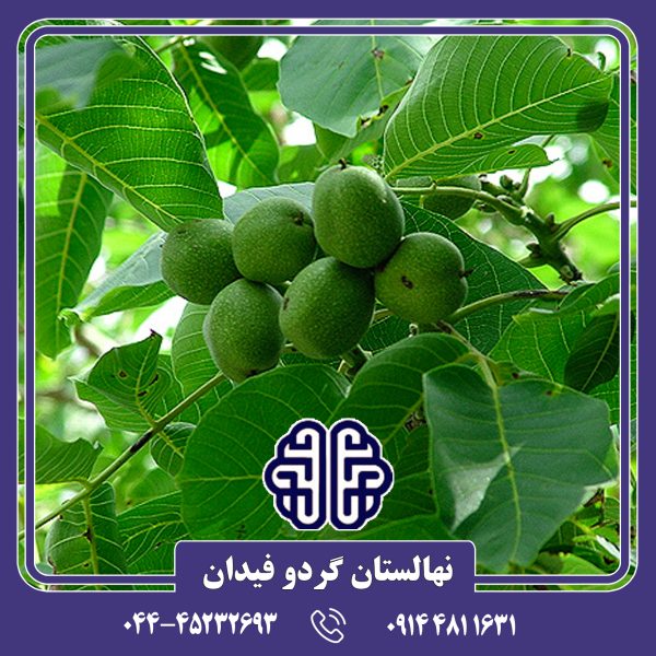 نهال گردو یالووا