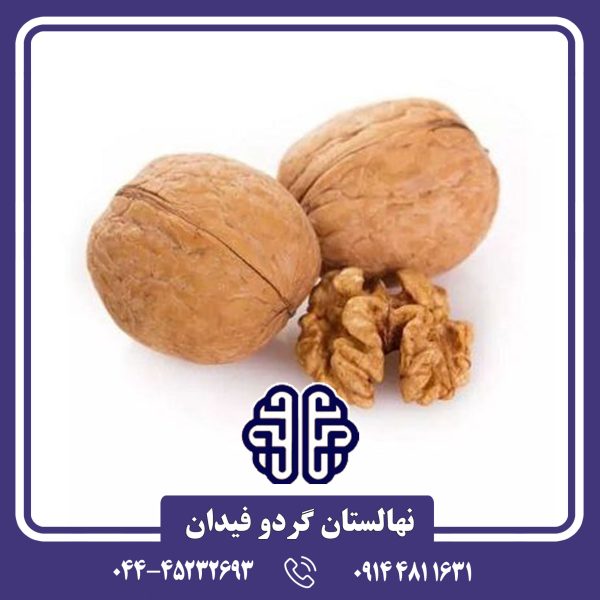 نهال گردو یالووا