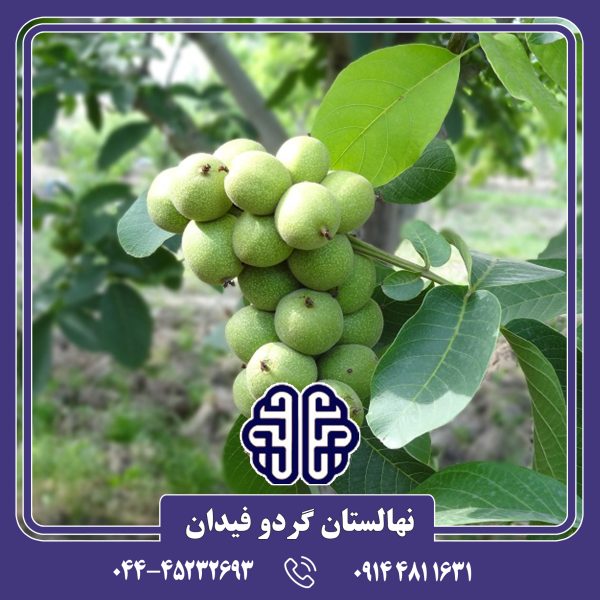 نهال گردو خوشه ای