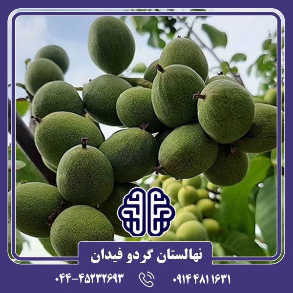 نهال گردو خوشه ای