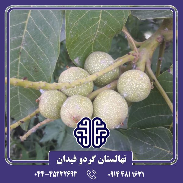 نهال گردو خوشه ای فرانسوی