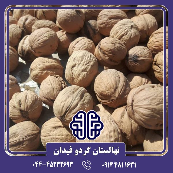 نهال گردو خوشه ای فرانسوی