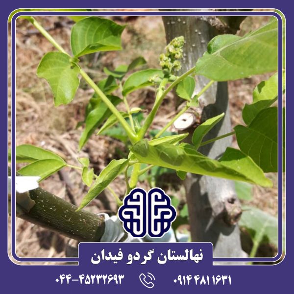 نهال گردو خوشه ای فرانسوی