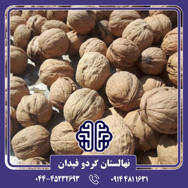 نهال گردو خوشه ای کانادایی