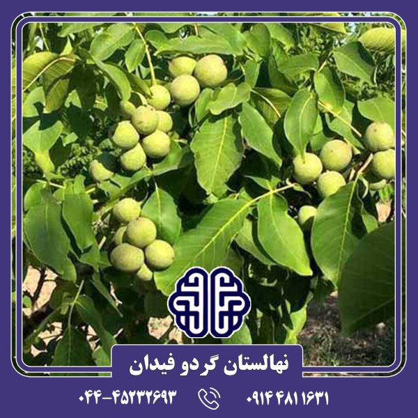 نهال گردو سنجو