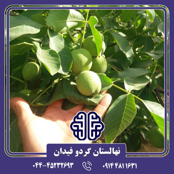 نهال گردو کاغذی مراغه