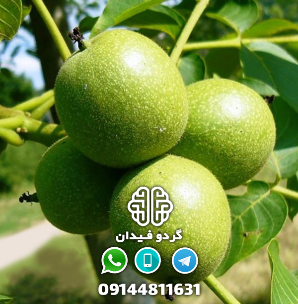 نهالستان گردو فیدان
