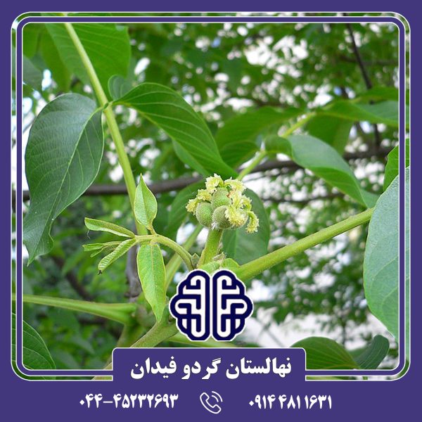 نهال گردو پرشیا