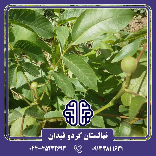 نهال گردو اسراییلی