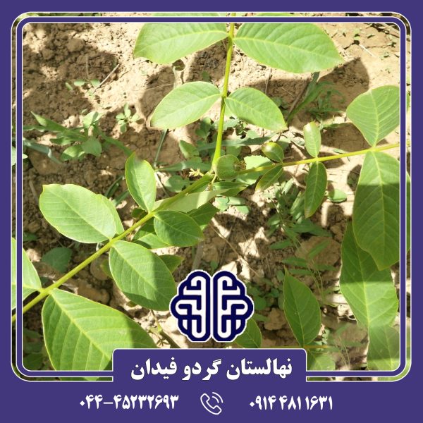 نهال گردو اسراییلی