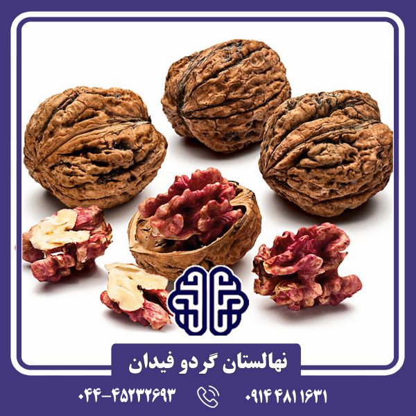 نهال گردو لیورمور